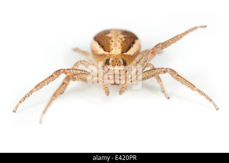 Xysticus femmina ulmi spider, parte della famiglia Thomisidae - Crab ragni. Isolato su sfondo bianco. Foto Stock