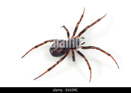 Femmina Steatoda bipunctata (Comune di falso-vedova) spider, parte della famiglia Theridiidae. Isolato su sfondo bianco. Foto Stock