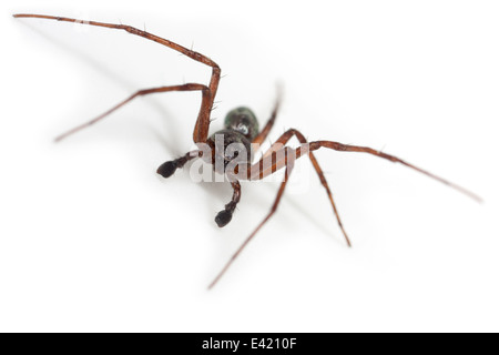 Maschio aureolus Philodromus spider, parte della famiglia Philodromidae - Esecuzione di ragni granchio. Isolato su sfondo bianco. Foto Stock