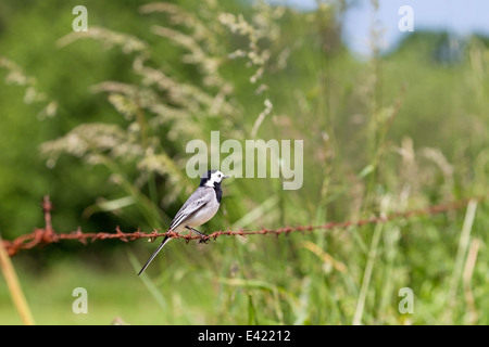 White wagtail seduti sul filo spinato, Paesi Bassi Foto Stock