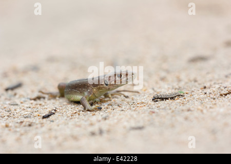 Orientale lucertola color smeraldo su una strada sterrata in Bulgaria Foto Stock