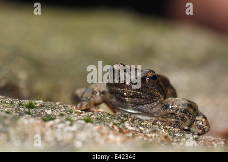 Flusso di greco rana in Bulgaria Foto Stock