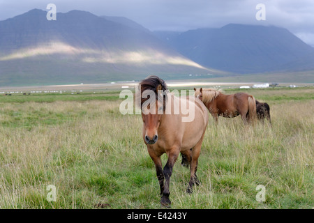 Cavalli islandesi, Cavallini islandesi, Akureyri, Nord Islanda Foto Stock