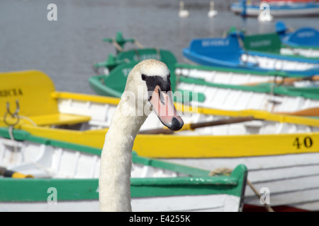 Gite in barca sul lago a Thorpeness nel Sussex East Anglia England Foto Stock