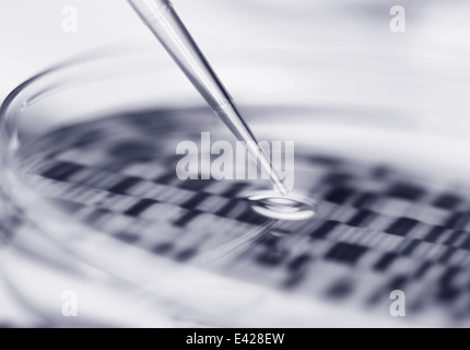 DNA (acido desossiribonucleico) autoradiogramma in una capsula di petri Foto Stock