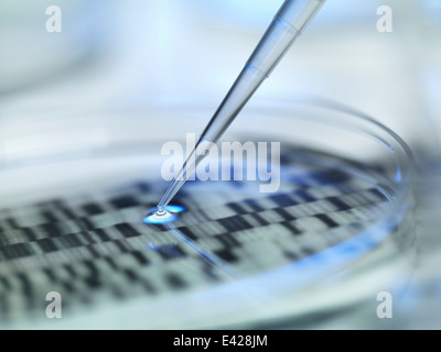 DNA (acido desossiribonucleico) autoradiogramma in una capsula di petri Foto Stock
