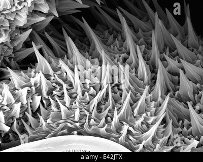 Grandi Caterpillar: rivestiti di oro e di imaging in un microscopio elettronico a scansione Foto Stock