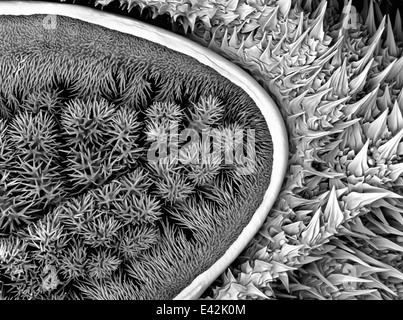 Grandi Caterpillar: rivestiti di oro e di imaging in un microscopio elettronico a scansione Foto Stock