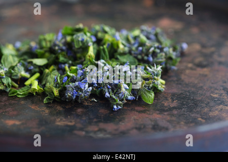 Raccolti bugleweed (ajuga) con fiori e foglie Foto Stock