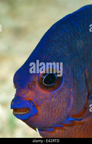 Coral Beauty Angelfish Centropyge bispinosa Pomacanthidae, Indo-pacifico Foto Stock