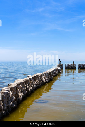 Pelican arroccato su vecchie palificazioni in Salton Sea a Bombay Beach, Imperial County, California, Stati Uniti d'America Foto Stock