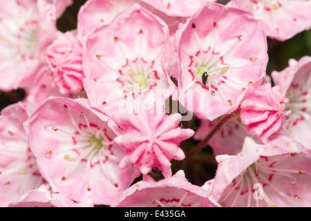 Close up di giugno fiori di Kalmia latifolia, la montagna laurel Foto Stock