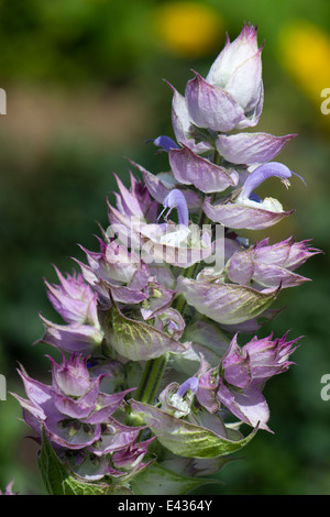 Testa di fiore dell'erba, salvia sclarea var. turkestanica Foto Stock