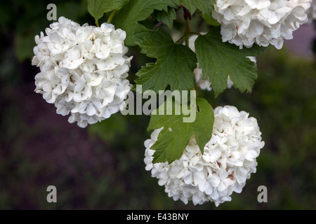 Europeo Snowball Bush Viburnum Opulus 'Roseum' grandi fioriture Foto Stock