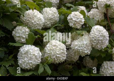 Snowball europea Bush Viburnum opulus 'Roseum' fiori bianchi Foto Stock