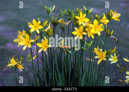 Giallo Daylily Hemerocallis fiori, dayliles Foto Stock