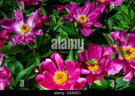 Paeonia suffruticosa, le Peonie sono perenni, semiarbusti e arbusti con foglie alternate, pinnate o profondamente divise Foto Stock