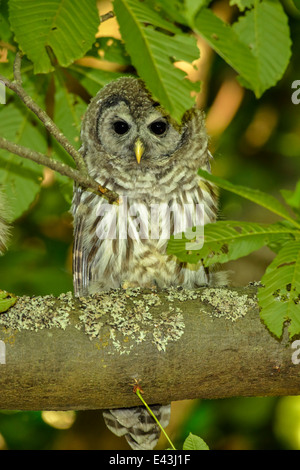 Bloccate il gufo owlet appollaiato in grande acero-Beacon Hill Park, Victoria, British Columbia, Canada. Foto Stock