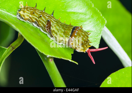 Orchard a coda di rondine di eversione caterpillar sua osmeterium Foto Stock