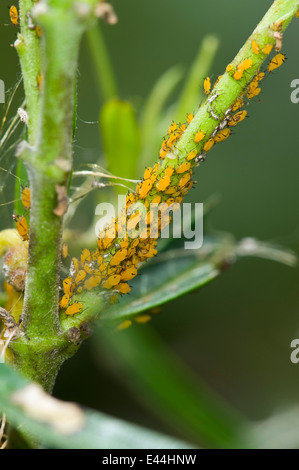 Oleandro afidi su milkweed Foto Stock