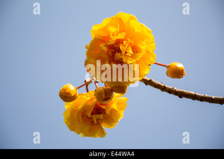 Seta gialla cotton tree fiori Foto Stock