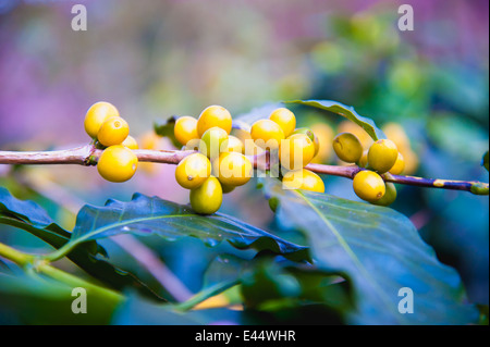 I chicchi di caffè maturazione su albero nel nord della Thailandia Foto Stock