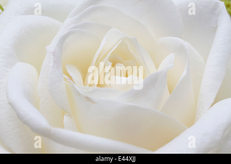 Macro immagine della rosa bianca Foto Stock