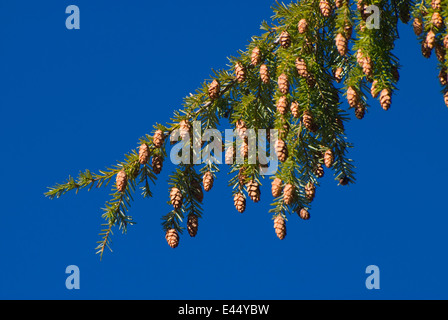 Montagna (hemlock Tsuga mertensiana) coni, Willamette National Forest, Oregon Foto Stock