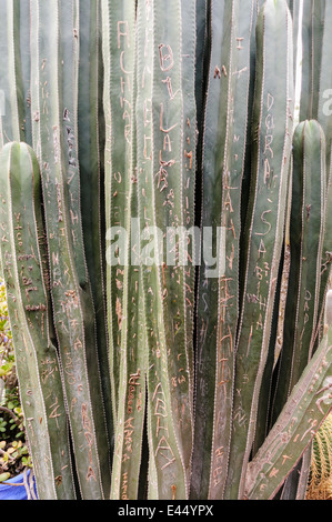 I cactus soggetto ad atti vandalici dopo i visitatori scolpire i loro nomi in essi con la famosa attrazione turistica, Les Jardins Majorelle, Marrakech, Marocco. Foto Stock