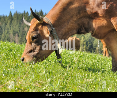 Chiudere fino sulla testa di una mucca marrone al pascolo nei pascoli Foto Stock