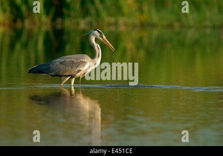 Airone cinerino (Ardea cinerea), Meclemburgo-Pomerania, Germania Foto Stock