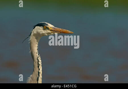 Airone cinerino (Ardea cinerea), Meclemburgo-Pomerania, Germania Foto Stock