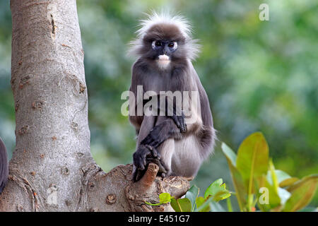 Dusky foglia o di scimmia Langur Spectacled (Trachypithecus obscurus), Adulto su albero, nativo di Asia, Singapore Foto Stock