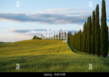 Viale di Cipressi, luce della sera, Val d&#39;Orcia, Sito Patrimonio Mondiale dell'UNESCO, nei pressi di San Quirico d&#39;La Val d'Orcia, in provincia di Siena Foto Stock