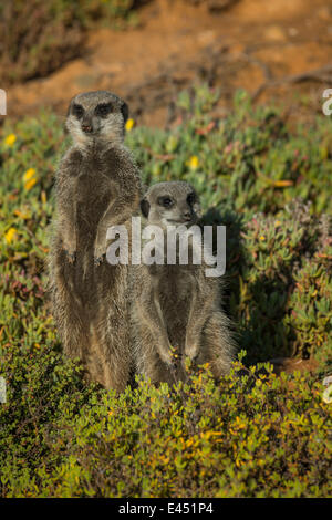 Due Meerkats (Suricata suricatta), piccolo Karoo, Provincia del Capo Occidentale, Sud Africa Foto Stock