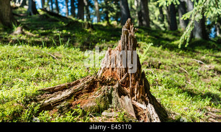 Ceppo di albero nella foresta, mossy forest floor Foto Stock