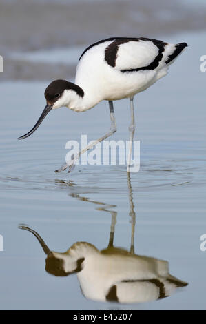 Avocet (Recurvirostra avosetta) foraggio per il cibo e la riflessione in acqua e di Texel, West Isole Frisone, Olanda Settentrionale, Olanda Foto Stock