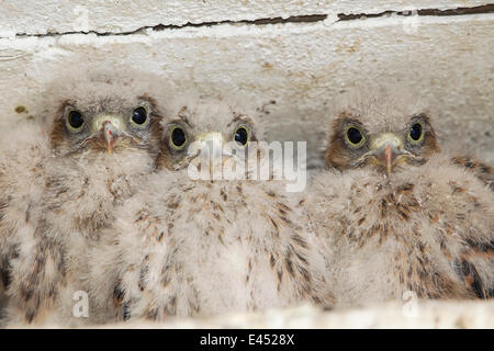 Giovani il gheppio (Falco tinnunculus) nella scatola di nido, Nord Hesse, Hesse, Germania Foto Stock