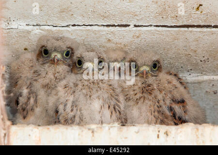 Giovani il gheppio (Falco tinnunculus) nella scatola di nido, Nord Hesse, Hesse, Germania Foto Stock