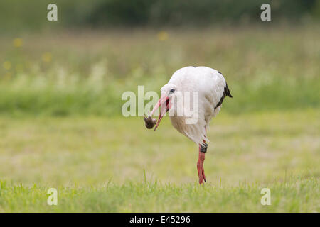 Cicogna bianca (Ciconia ciconia) captazione delle acque europee Vole (Arvicola terrestris), Nord Hesse, Hesse, Germania Foto Stock