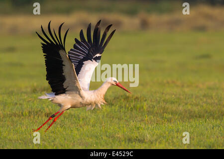 Cicogna bianca (Ciconia ciconia), prendendo il largo, Nord Hesse, Hesse, Germania Foto Stock