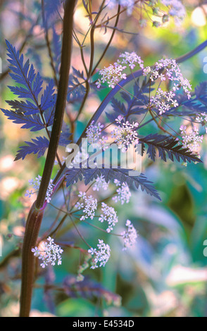 Anthriscus sylvestris Ravenswing mucca Prezzemolo Queen Anne's pizzo. Maggio. Close up scuro rosso/marrone a foglie e fiori di colore bianco. Foto Stock