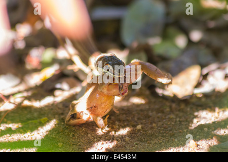 Piccolo serpente di sabbia la cattura e mangiare una rana Foto Stock