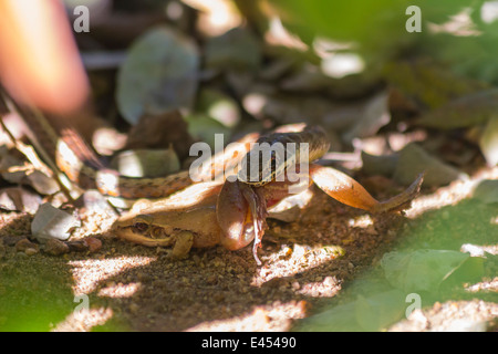 Piccolo serpente di sabbia la cattura e mangiare una rana Foto Stock