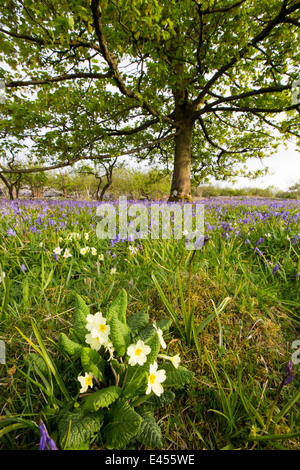 Bluebellsm primule e anemoni di legno che cresce su una collina calcarea in Yorkshire Dales National Park, Regno Unito. Foto Stock