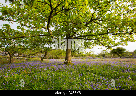 Bluebells e primule e anemoni di legno che cresce su una collina calcarea in Yorkshire Dales National Park, Regno Unito. Foto Stock