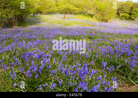 Bluebells e Hazel coppicing cresce su una collina calcarea in Yorkshire Dales National Park, Regno Unito. Foto Stock