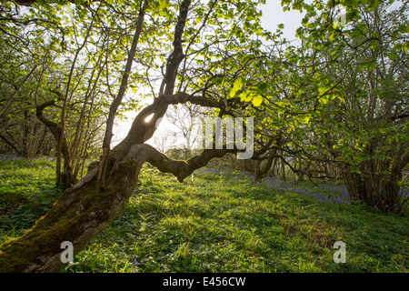 Bluebells e Hazel coppicing cresce su una collina calcarea in Yorkshire Dales National Park, Regno Unito. Foto Stock