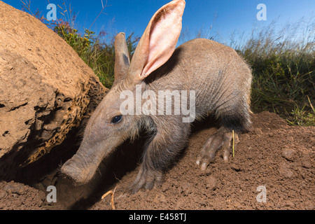 Giovani aardvark (Orycteropus afer) Foto Stock