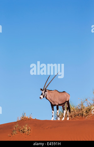 Gemsbok (Oryx gazella) Foto Stock